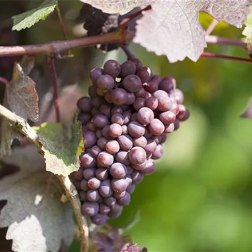 Vitis 'New York Muscat' Vitis 'New York Muscat'