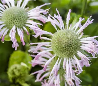 Monarda fistulosa 'Jacob Cline'