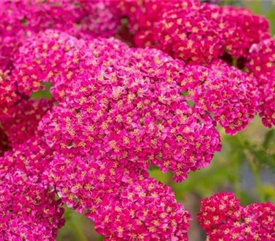 Achillea millef. TF 'Pomegranate' -R-
