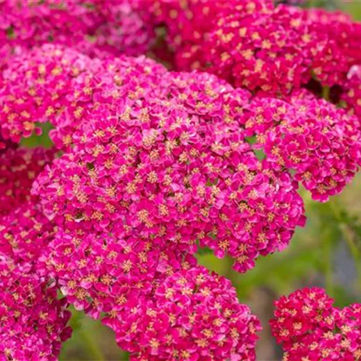 Achillea millef. TF 'Pomegranate' -R-