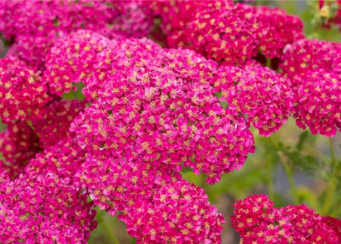 Achillea millef. TF 'Pomegranate' -R-