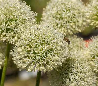 Allium giganteum