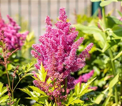 Astilbe japonica 'Mainz'