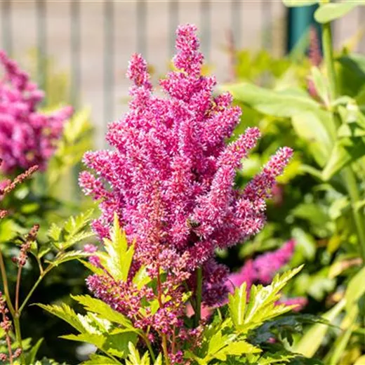 Astilbe japonica 'Mainz'