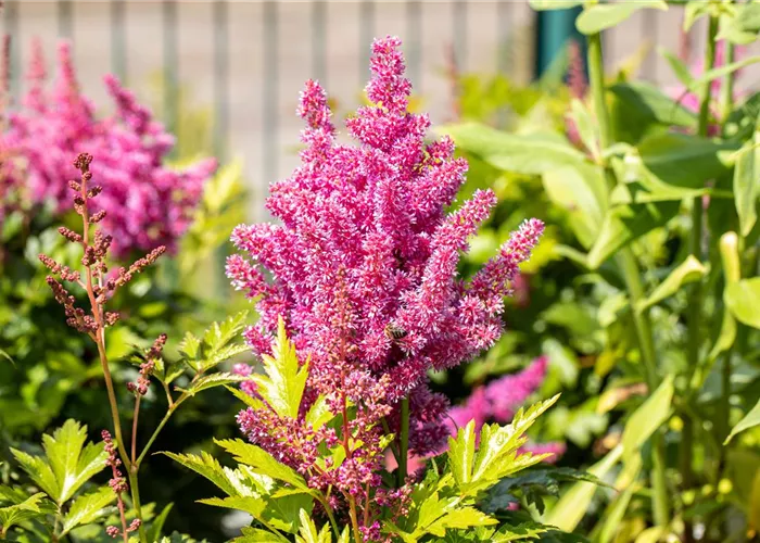 Astilbe japonica 'Mainz'