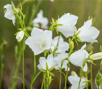 Campanula persicif.'Grandiflora Alba'