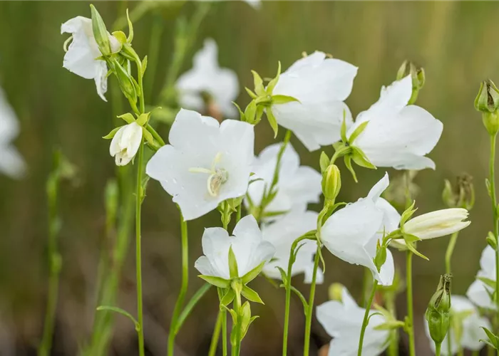 Campanula persicif.'Grandiflora Alba'