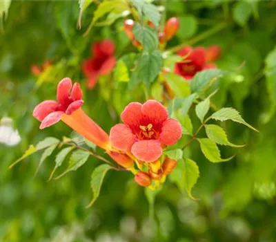 Campsis radicans 'Flamenco' Campsis radicans 'Flamenco'
