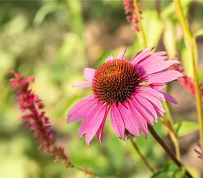 Echinacea purpurea 'Magnus'