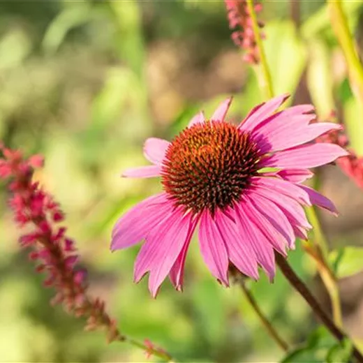 Echinacea purpurea 'Magnus'