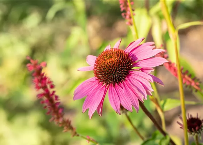 Echinacea purpurea 'Magnus'