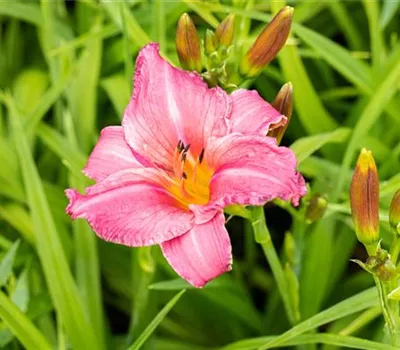 Hemerocallis x cult.'Summer Wine'