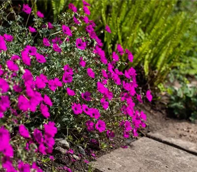 Geranium cinereum subcaulesc.'Giuseppii'