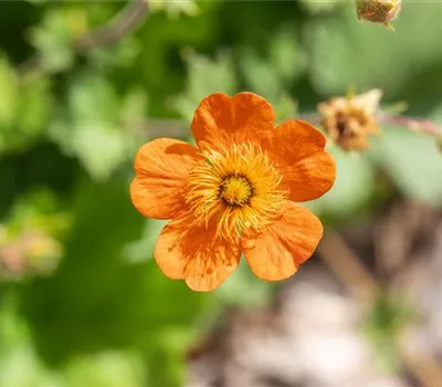 Geum coccineum 'Borisii', veg.