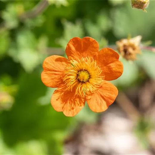 Geum coccineum 'Borisii', veg.