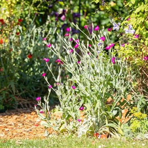 Lychnis coronaria