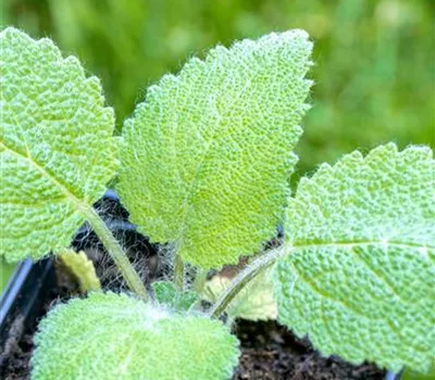 Salvia sclarea