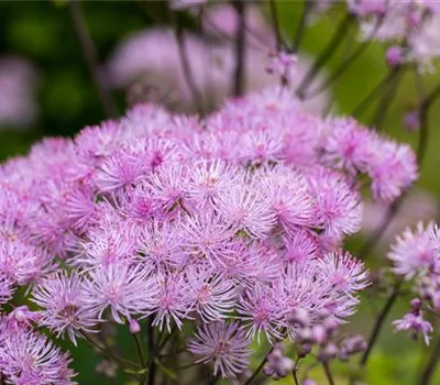 Thalictrum aquilegifolium