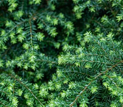 Tsuga canadensis "Greenwood Lake"