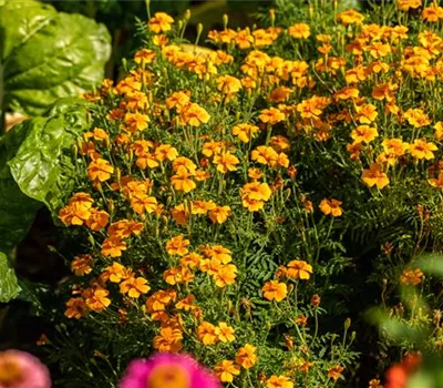 Tagetes tenuifolia