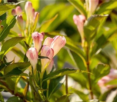Weigela florida "All Summer Peach"