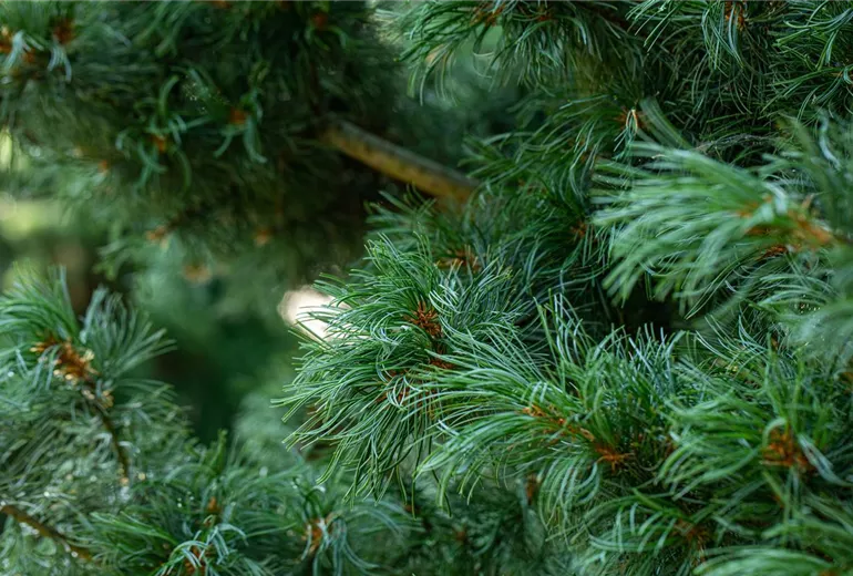 Pinus parviflora 'Schoon´s Bonsai' Pinus parviflora 'Schoon´s Bonsai'