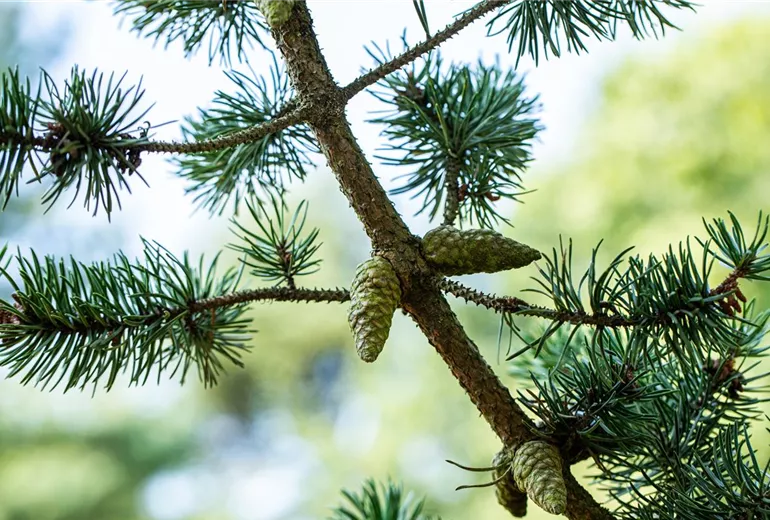 Pinus banksiana 'Arktis' Pinus banksiana 'Arktis'