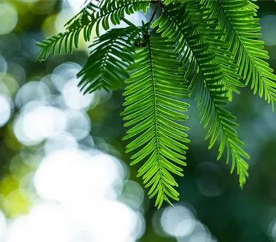 Metasequoia glyptostroboides Metasequoia glyptostroboides