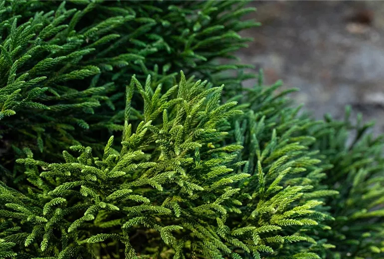 Cryptomeria japonica 'Little Champion' Cryptomeria japonica 'Little Champion'