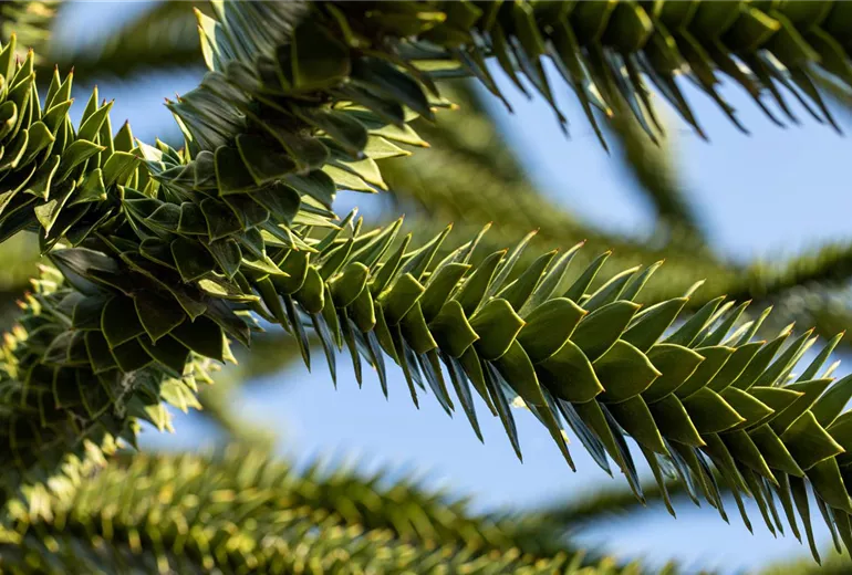 Araucaria araucana Araucaria araucana