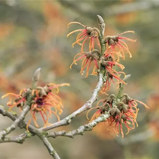Hamamelis interm.'Jelena'