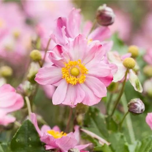 Anemone japonica 'Königin Charlotte'