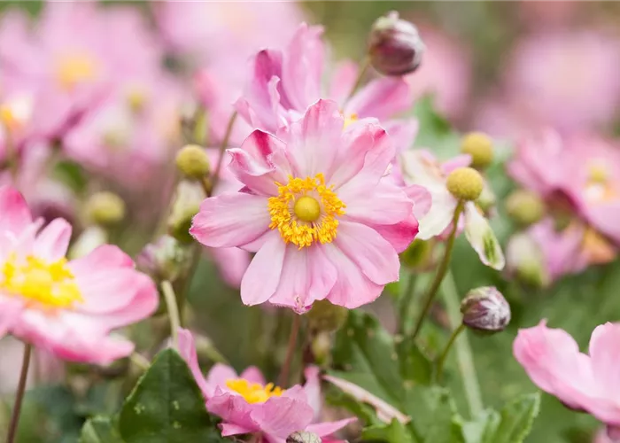 Anemone japonica 'Königin Charlotte'