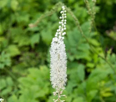 Cimicifuga racemosa