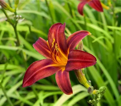 Hemerocallis x cult.'Crimson Pirate'