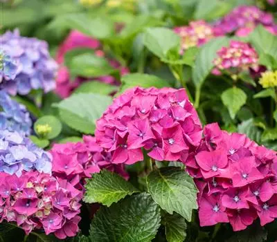 Hydrangea macroph. "Forever and Ever Red"