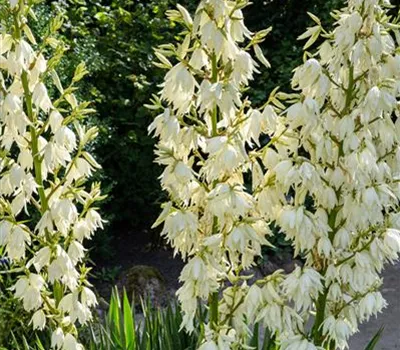 Yucca filamentosa