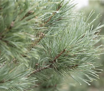 Pinus sylvestris "Argentea Compacta"