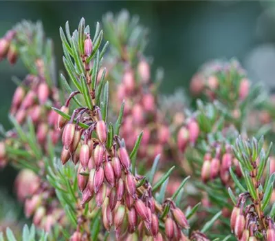Erica carnea i.S., rot