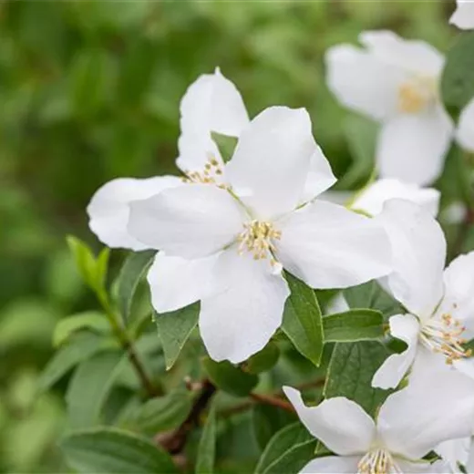 Philadelphus 'Dame Blanche' Philadelphus 'Dame Blanche'