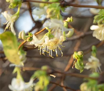 Lonicera purpusii