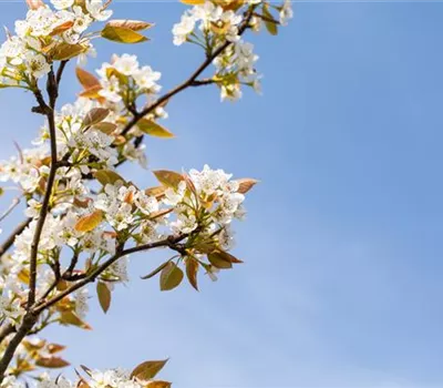 Pyrus pyraster 'Kumoi' CAC