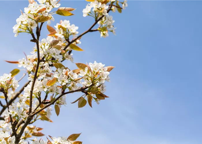 Pyrus pyraster 'Kumoi' CAC