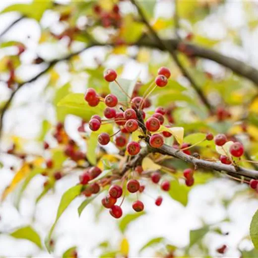 Malus toringo sargentii 'Sämling' Malus toringo sargentii 'Sämling'