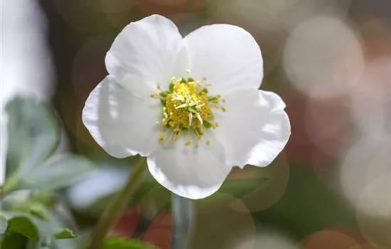 Christrose gießen Christrose gießen