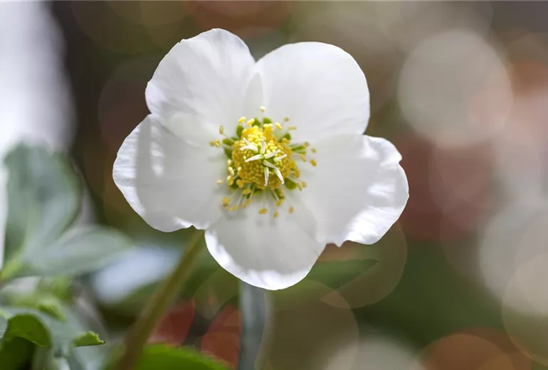 Helleborus niger