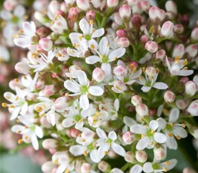 Skimmia japonica 'Fragrant Cloud'
