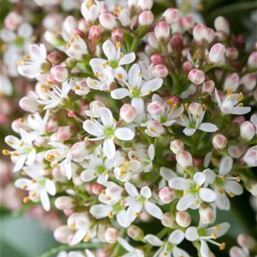 Skimmia japonica 'Fragrant Cloud' Skimmia japonica 'Fragrant Cloud'