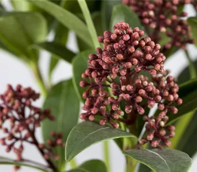 Skimmia japonica 'Rubella'
