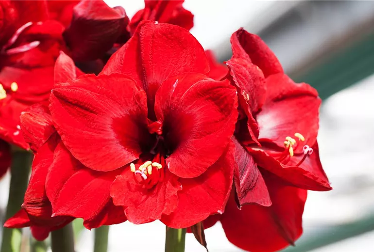 Hippeastrum 'Grand Diva'